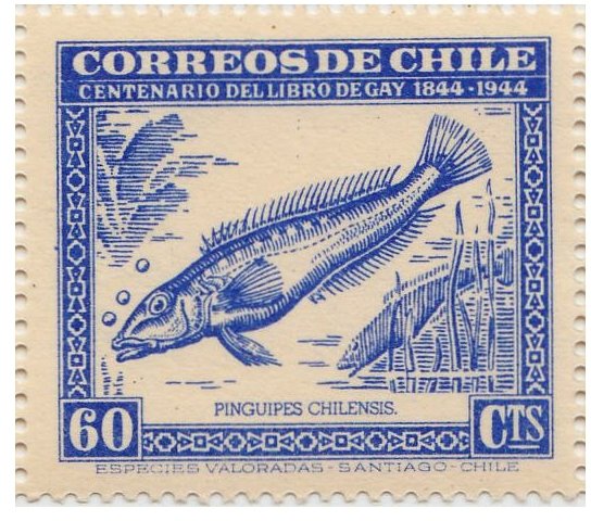 Chilean Sandperch (Pinguipes chilensis)