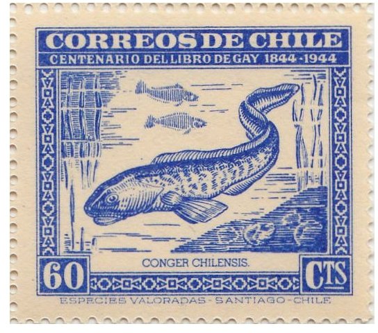 Red Cusk-eel (Genipterus chilensis)
