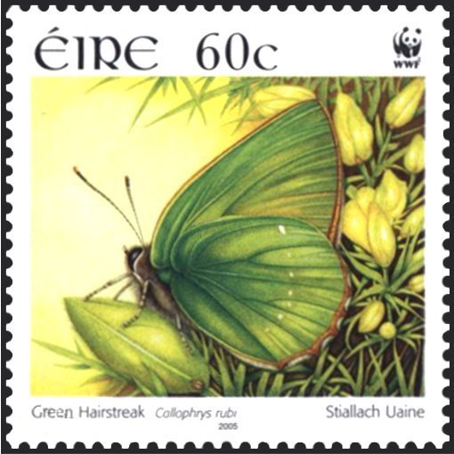 Green Hairstreak (Callophrys rubi)