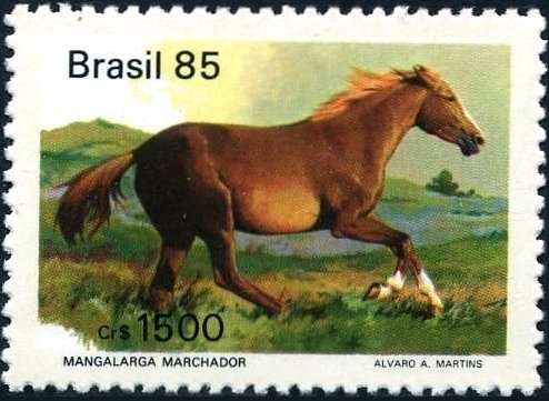 Mangalarga Marchador (Equus ferus caballus)