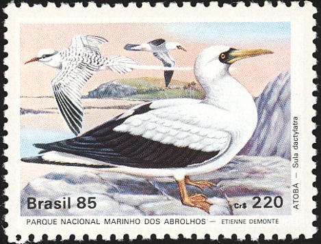 Masked Booby (Sula dactylatra)