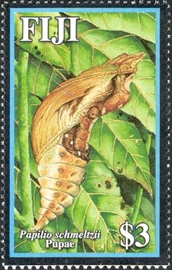 Fiji Swallowtail (Papilio schmeltzii)