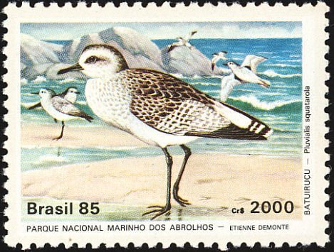 Grey Plover (Pluvialis squatarola) 
