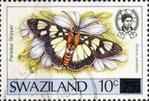 Paradise Skipper (Abantis paradisea)