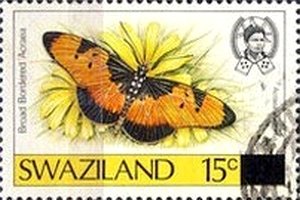 Broad Bordered Acraea (Acraea anemosa)