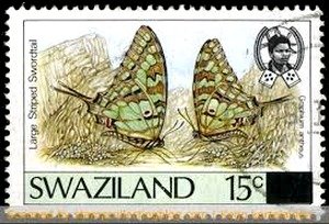 Larger Striped Swordtail (Graphium antherus)