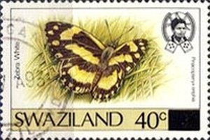 Zebra White (Pinacopteryx eriphia)
