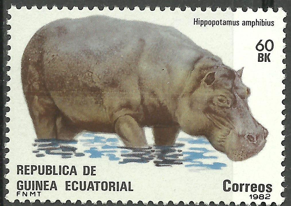Hippopotamus (Hippopotamus amphibius)