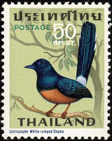 White-rumped Shama (Copsychus malabaricus)
