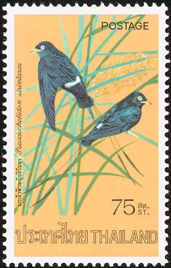 White-eyed River Martin (Pseudochelidon sirintarae)
