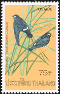 Stamp, White-eyed River Martin (Pseudochelidon sirintarae), Thailand,  , Birds, Animals (Fauna)