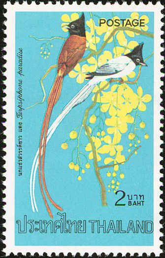 Asian Paradise Flycatcher (Terpsiphone paradisi)