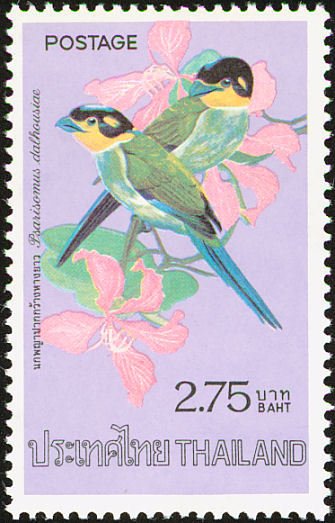 Long-tailed Broadbill (Psarisomus dalhousiae)