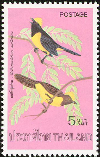 Sultan Tit (Melanochlora sultanea)