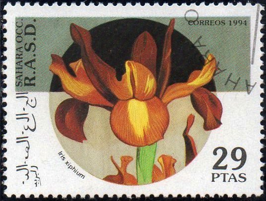 Iris xiphium