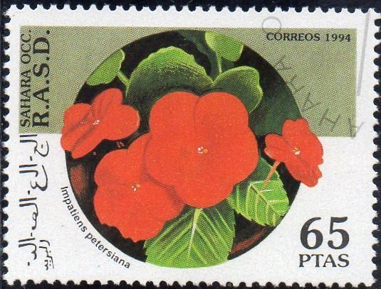 Impatiens petersiana