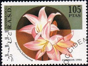 Stamp, Amaryllis belladonna, Western Sahara - Vignettes,  , Flowers