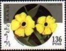 African flower