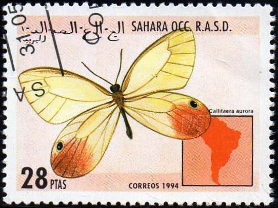 Callitaera aurora