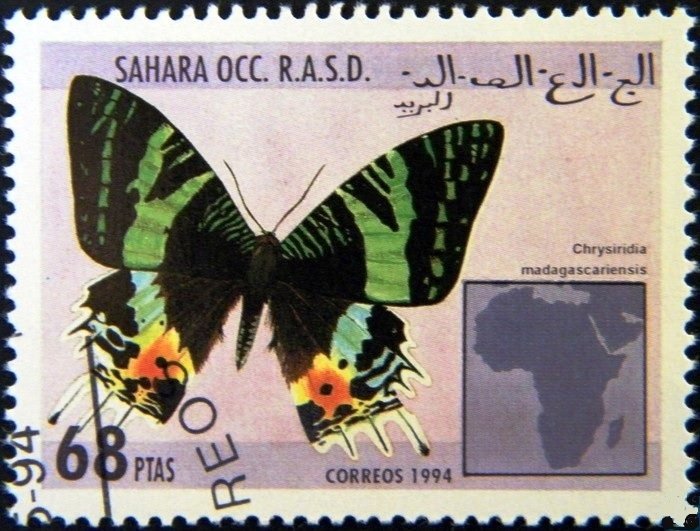 Chrysiridia madagascariensis
