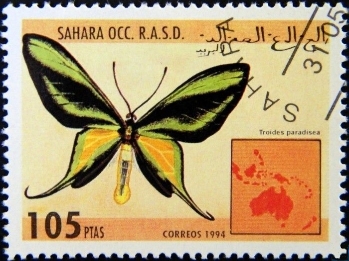 Troides paradisea