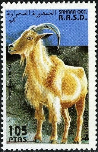 Barbary Sheep (Ammotragus lervia)