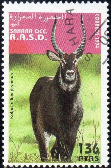 Waterbuck (Kobus ellipsiprymnus)