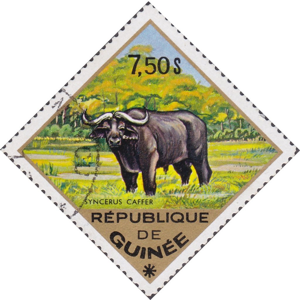 African Buffalo (Syncerus caffer)