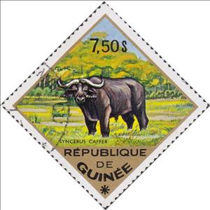 Stamp, African Buffalo (Syncerus caffer), Guinea, Social Democratic Republic,  , Mammals, Animals (Fauna), Buffaloes
