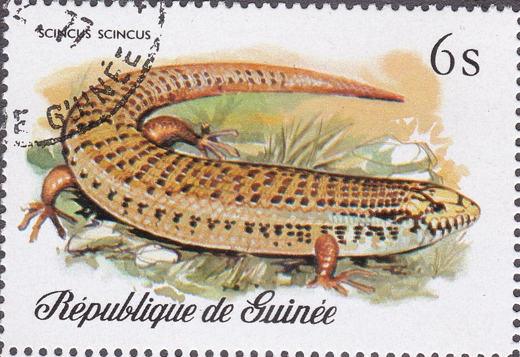 Sandfish (Scincus scincus)