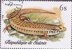 Stamp, Sandfish (Scincus scincus), Guinea, Social Democratic Republic,  , Reptiles, Animals (Fauna)