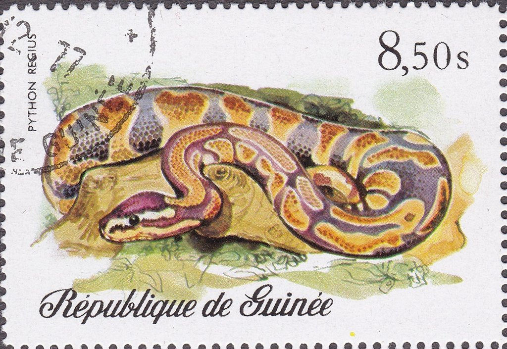 Ball Phyton (Python regius)