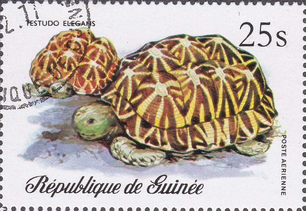 Indian Star Tortoise (Testudo elegans)