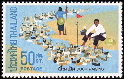 Rural Life- Duck raising