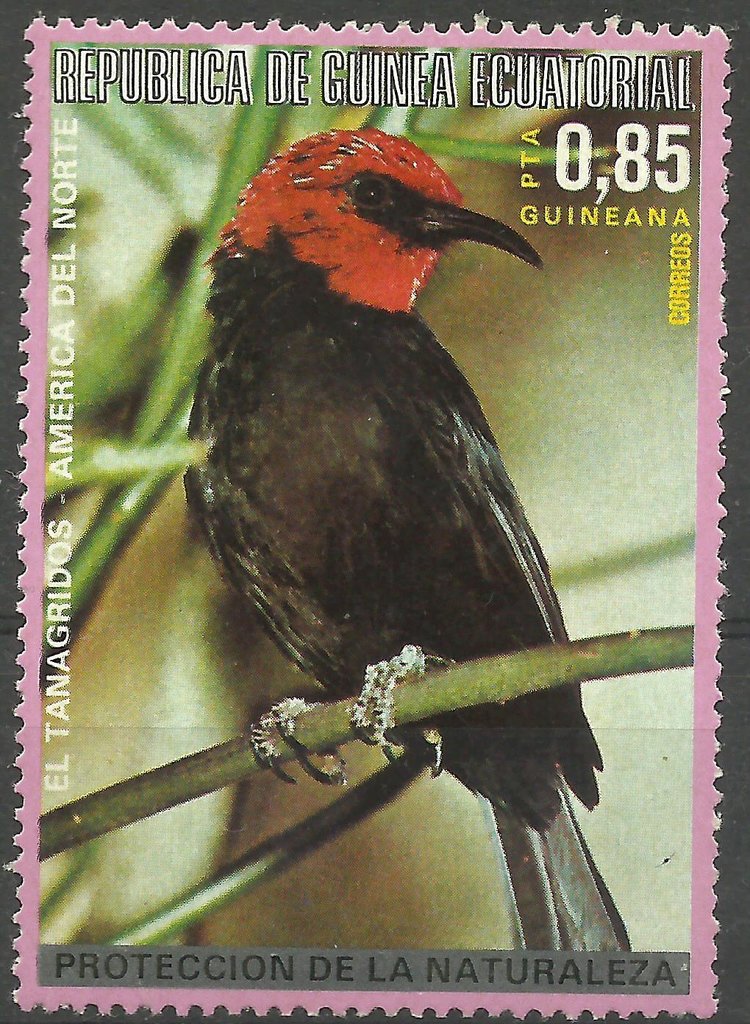Tanager