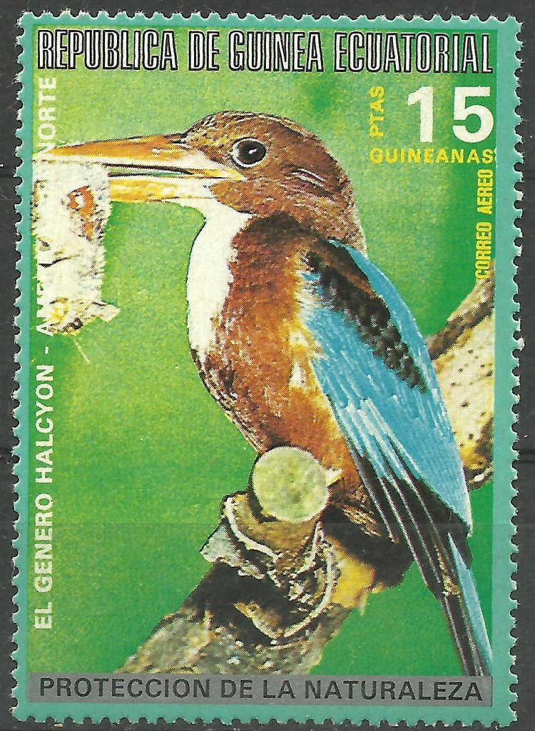 Kingfisher (Halcyon sp.)