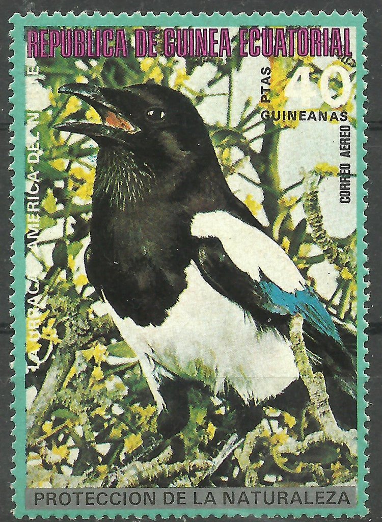Eurasian Magpie (Pica pica)