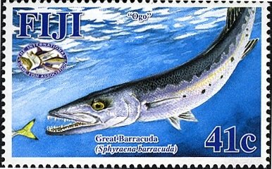 Great Barracuda (Sphyraena barracuda)