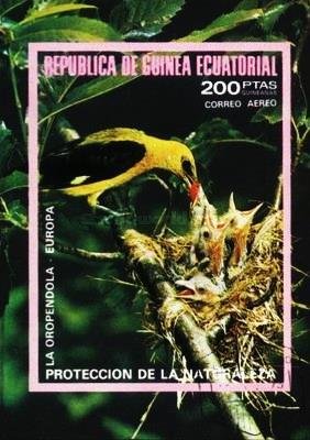 Oriole (Oriolus oriolus)
