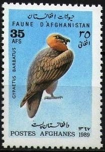 Bearded Vulture (Gypaetus barbatus)