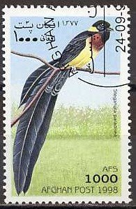 Paradise Willowbird (Steganura paradisea)