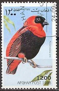 Red Bishop (Pyromelana orix)