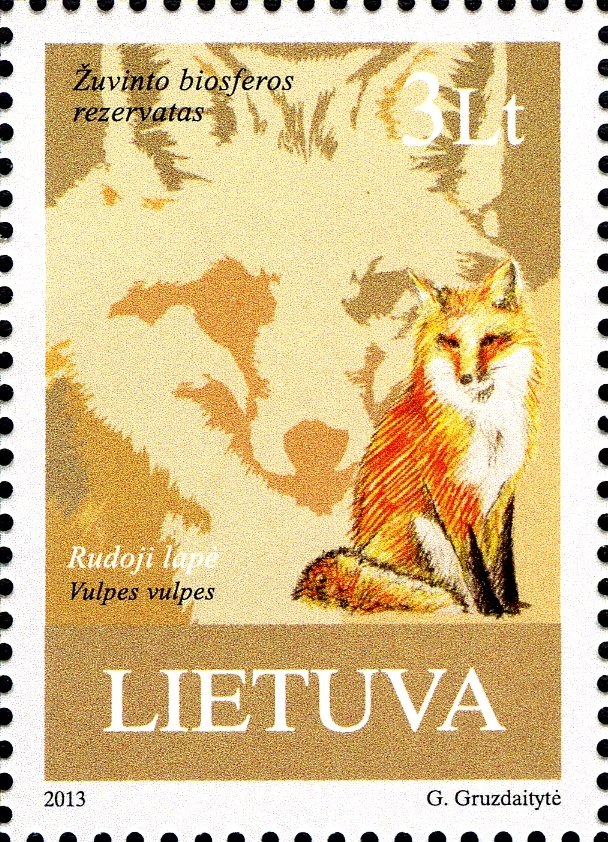 Red Fox (Vulpes vulpes)