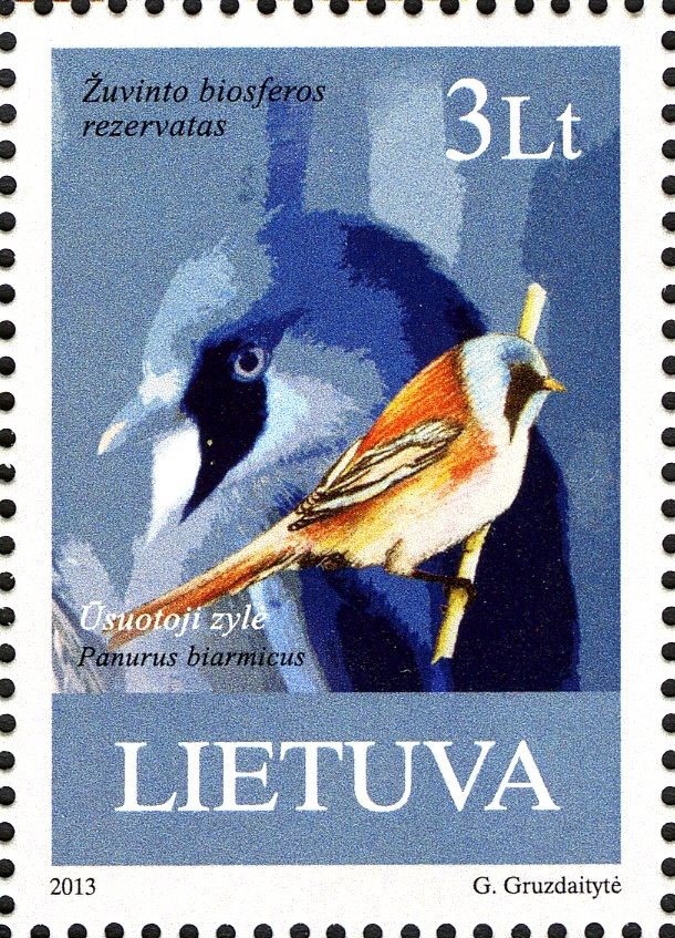 Bearded Reedling (Panurus biarmicus)