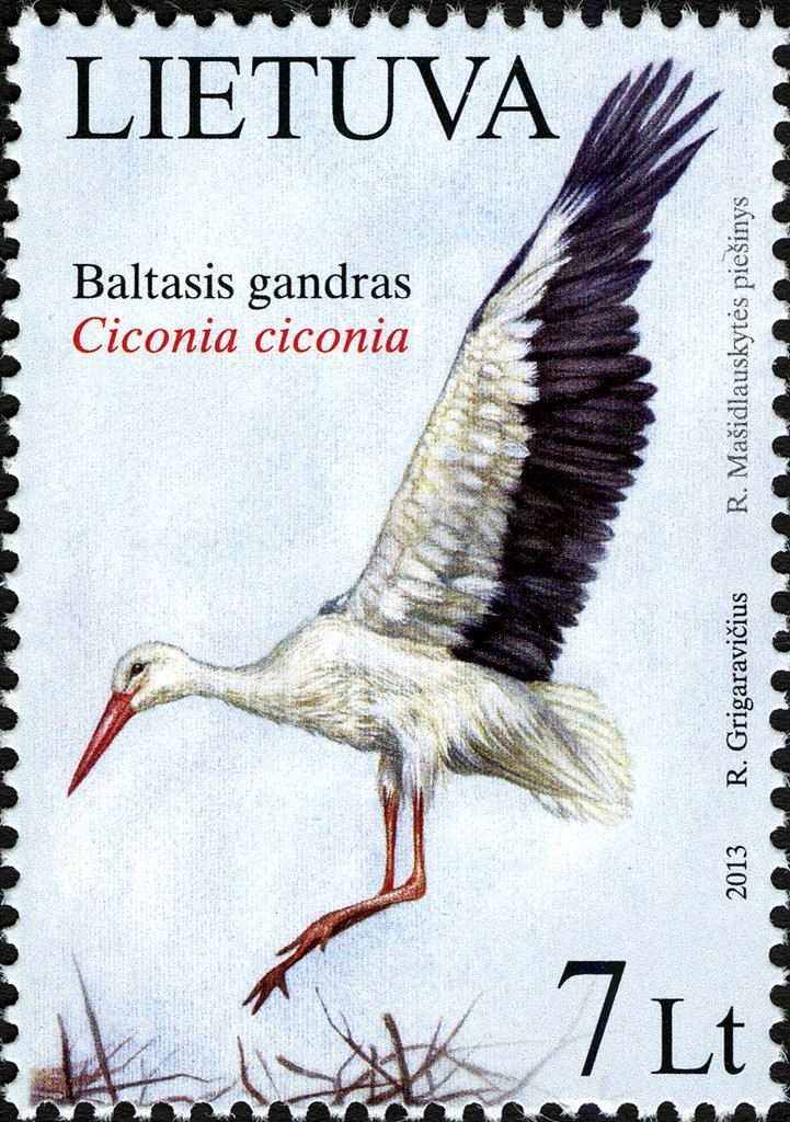 White Stork (Ciconia ciconia)