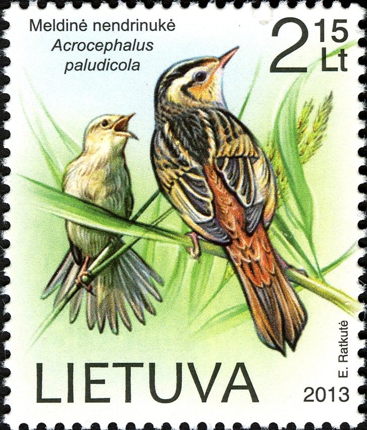 Aquatic Warbler (Acrophelus paludicola)