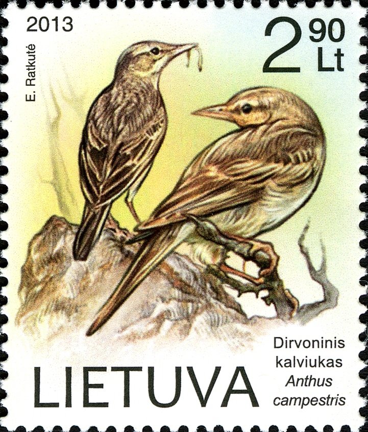 Tawny Pipit (Anthus compestris)