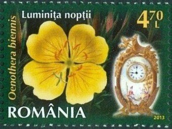 Common evening primrose (Oenothera biennis L.)