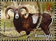 Mouflon (Ovis ammon musimon)