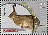 European Hare (Lepus europaeus)
